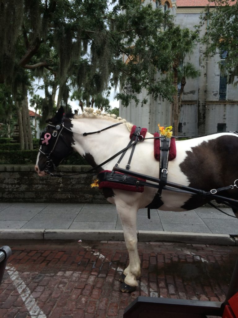 a horse with a pink ribbon on its back