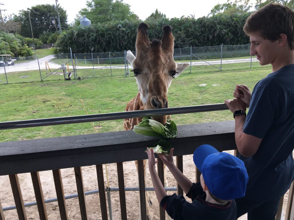 a man feeding a giraffe