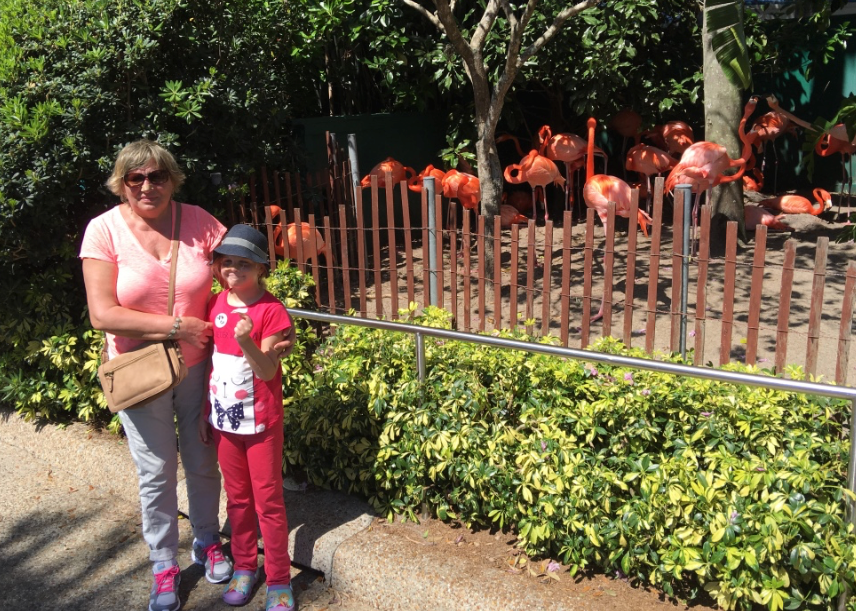 flamingos at sea world