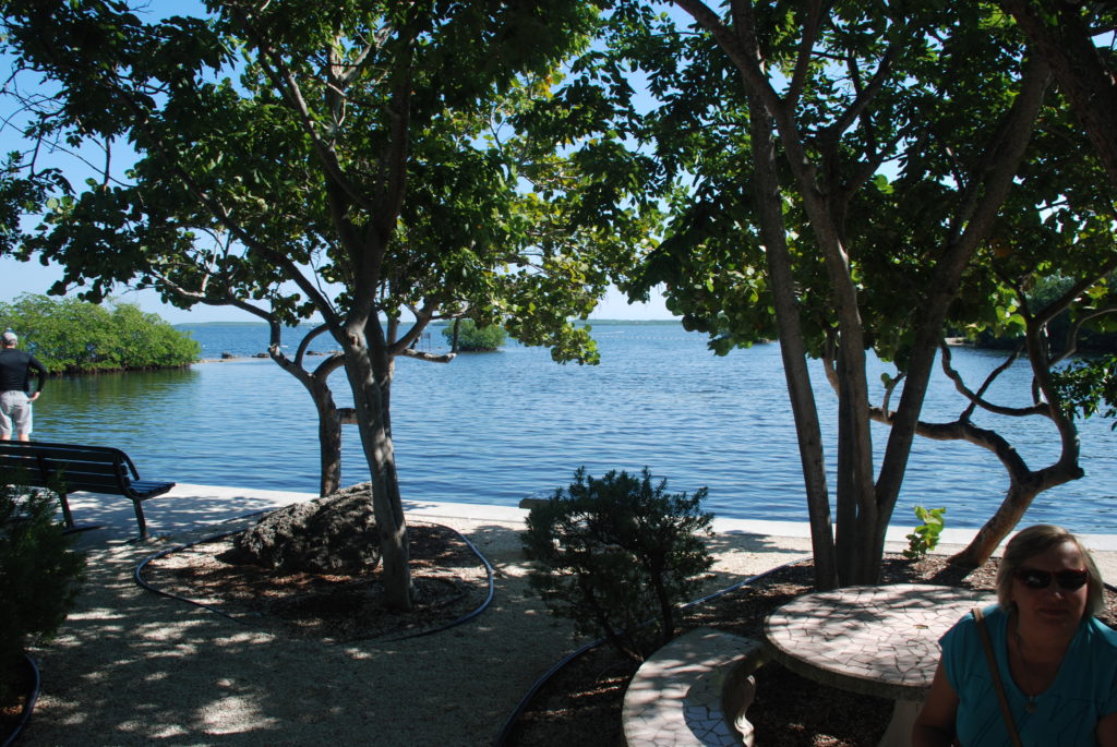a tree next to a body of water
