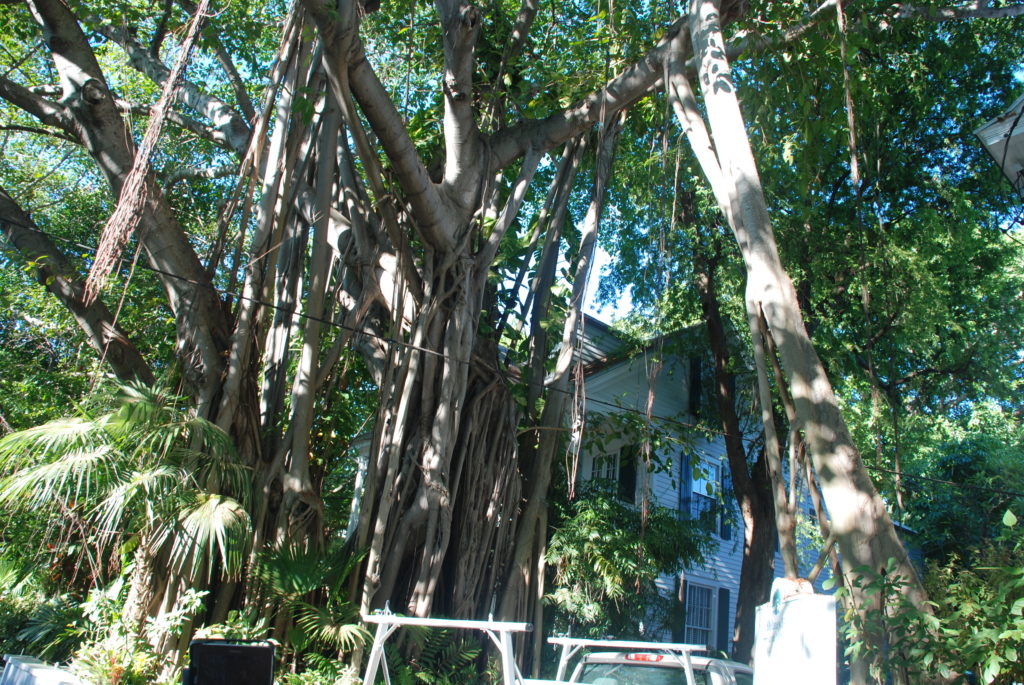 a tree with many branches and vines