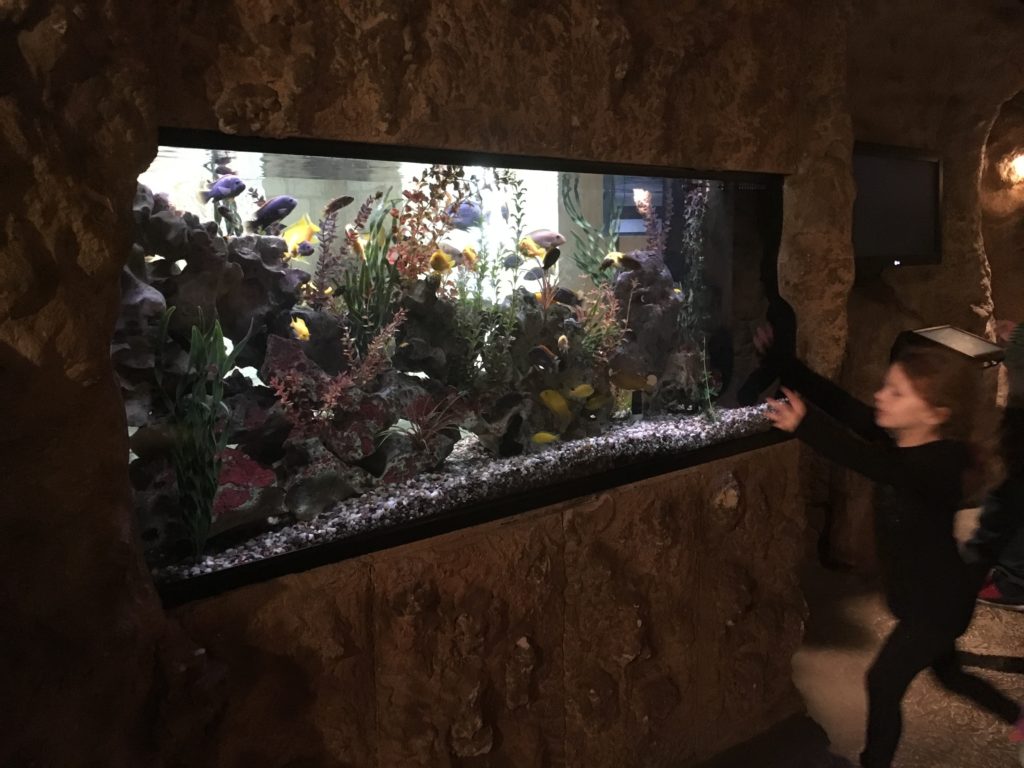 a person touching a fish tank