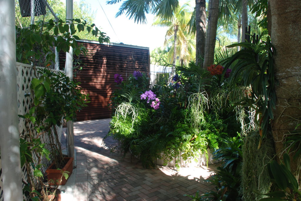 a garden with plants and trees