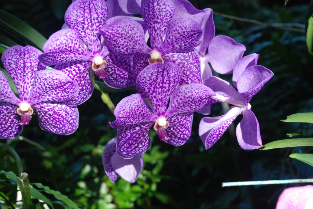 a group of purple flowers