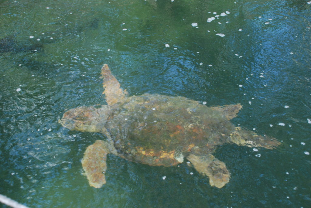 a turtle swimming in the water