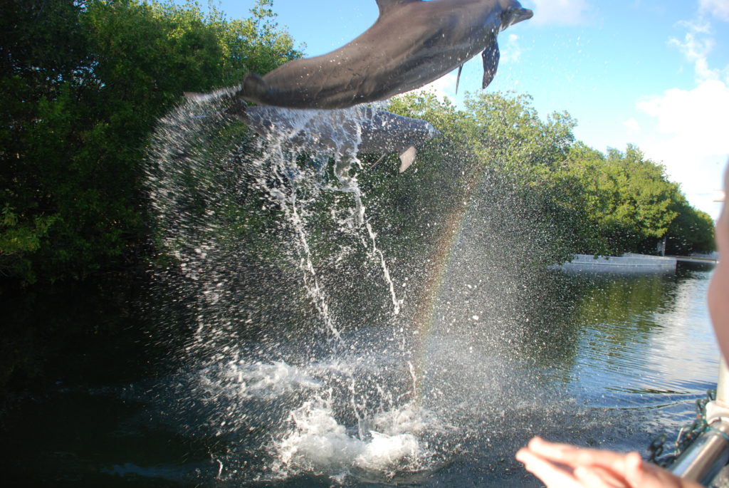 a dolphin jumping out of water