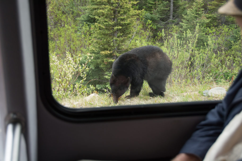 a bear looking out a window