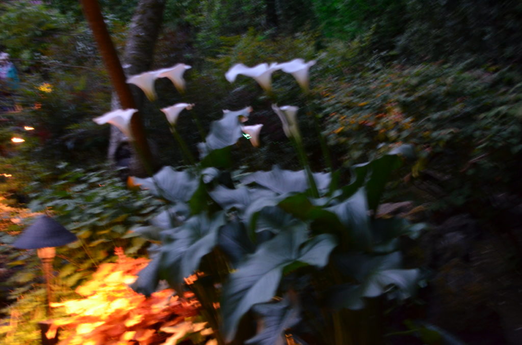 a blurry image of a plant with white flowers