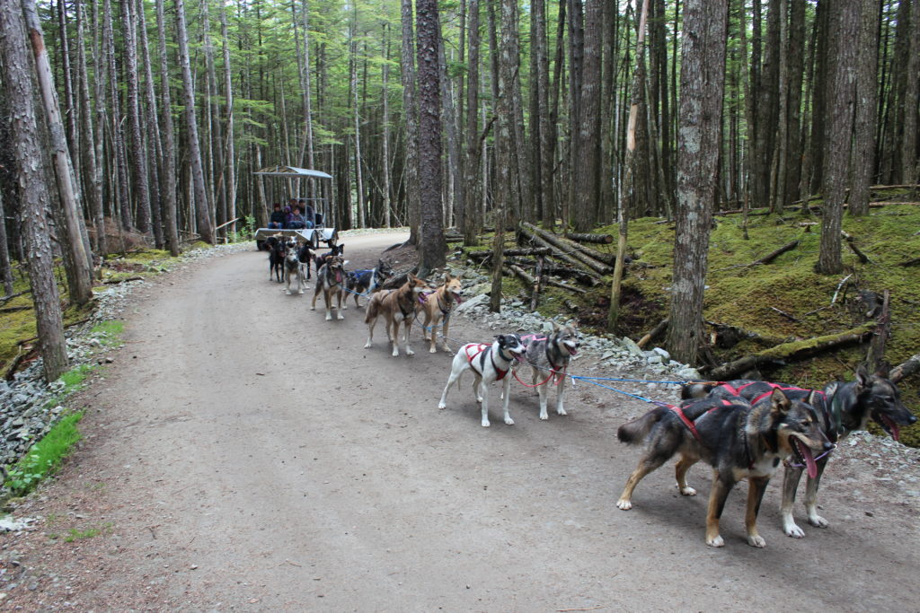 Texans in Alaska: Dog Sledding in Skagway