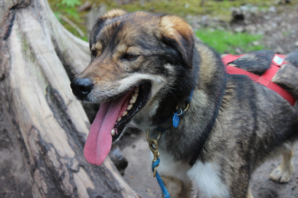 Texans in Alaska: Dog Sledding in Skagway