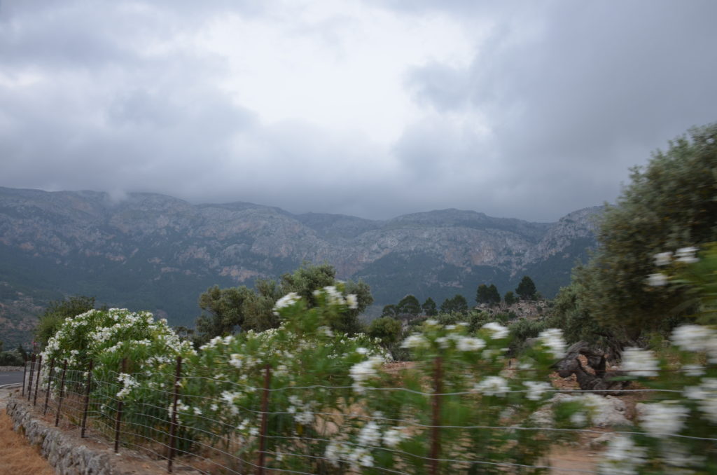 a fence with white flowers and mountains in the background