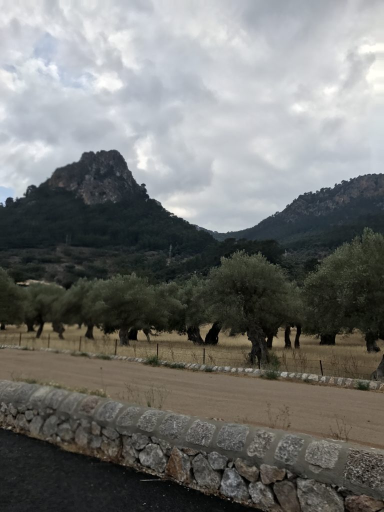 a road with trees and mountains in the background