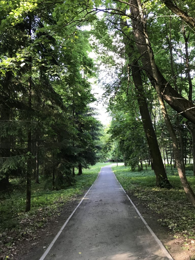 a path through a forest