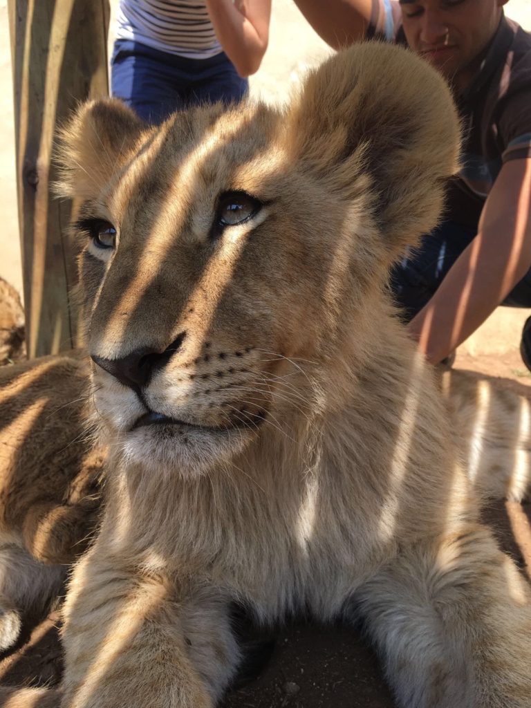a lion lying down with a person in the background