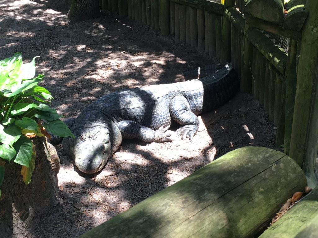 Alligators, Oddities and History in St. Augustine