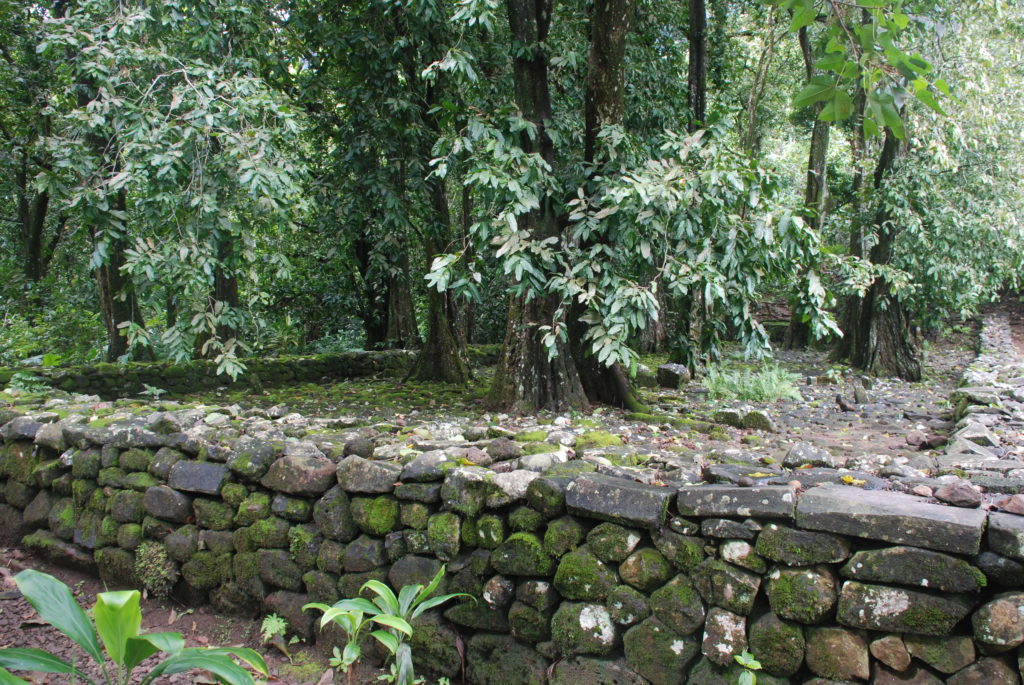a stone wall in the middle of a forest