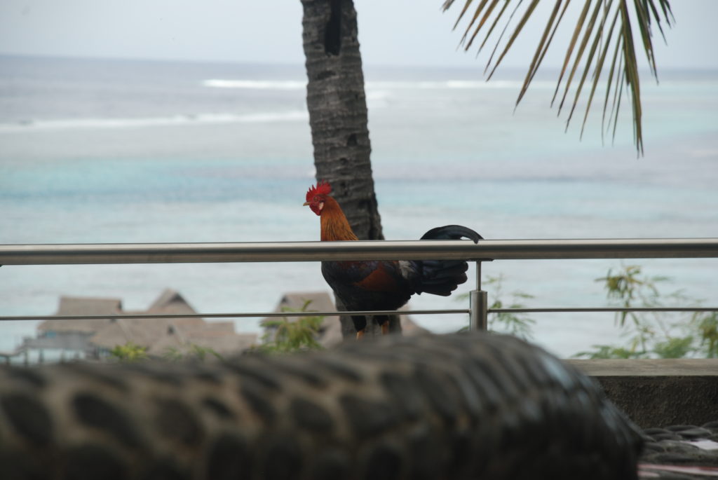 a rooster standing on a railing