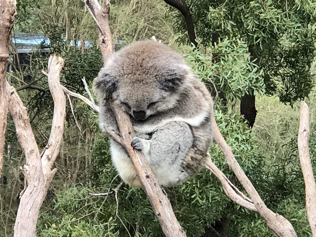 a koala bear in a tree