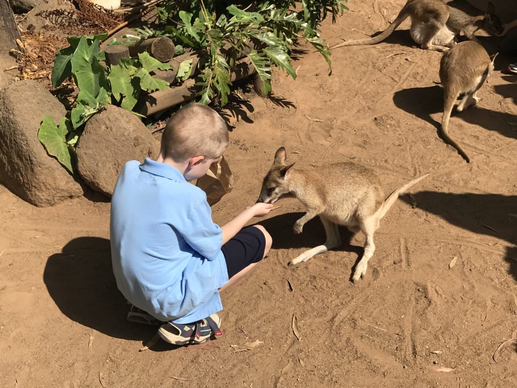 a boy feeding a kangaroo