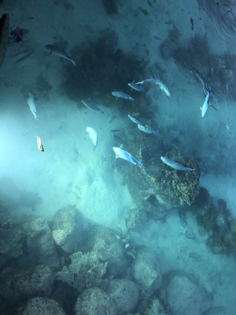 fish in the water