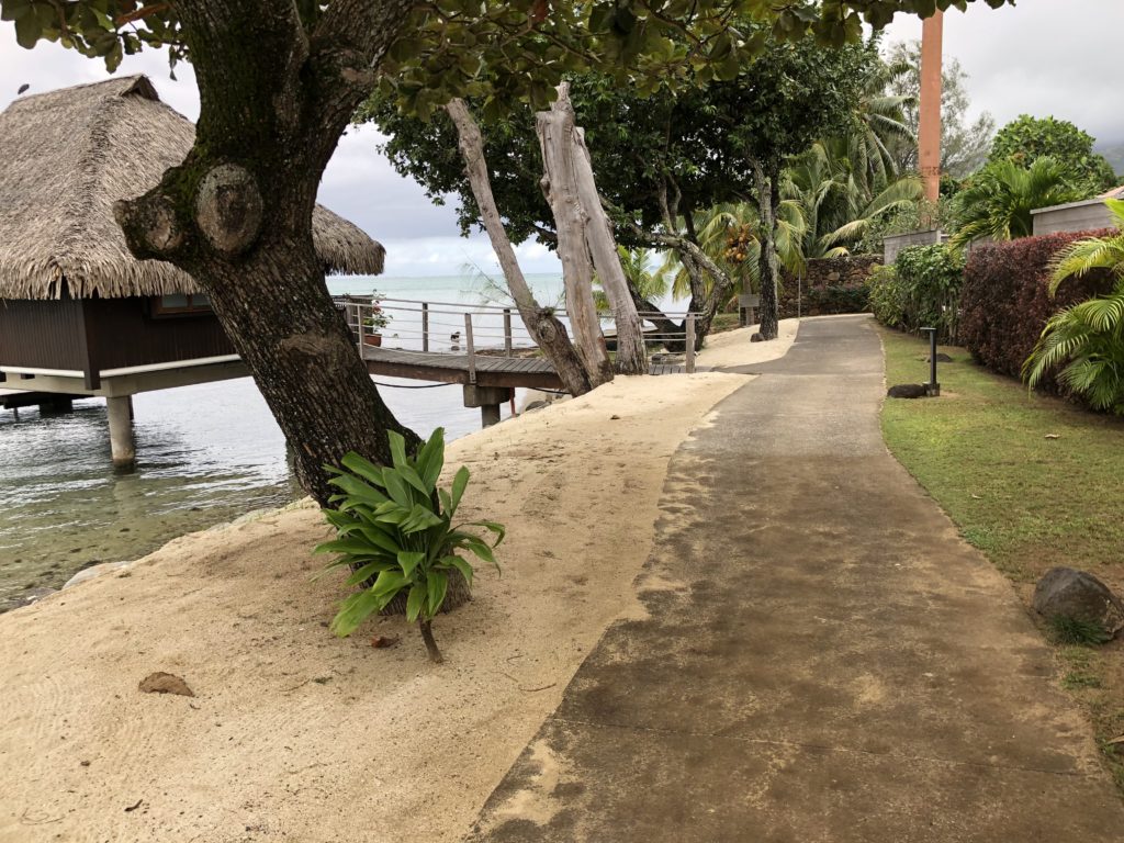 a path with trees and a bridge over water