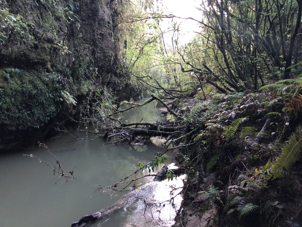 a stream in a forest
