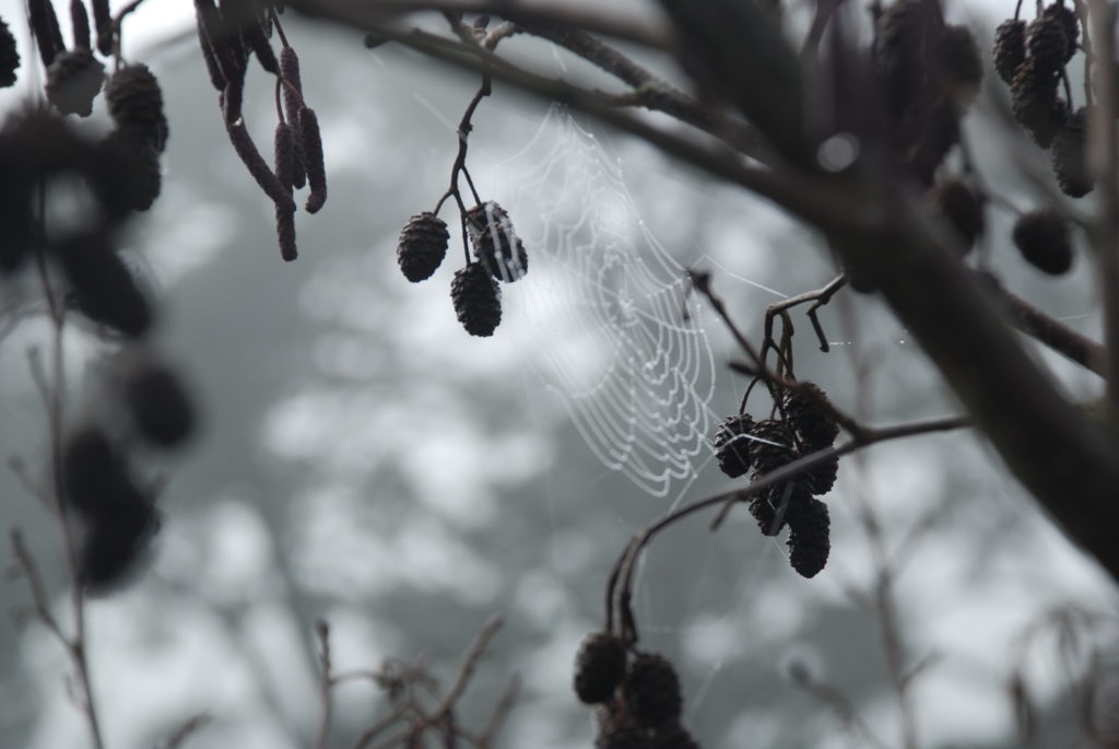a spider web on a tree