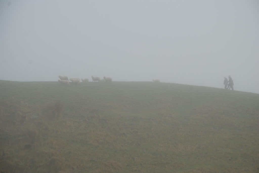 a group of sheep on a hill