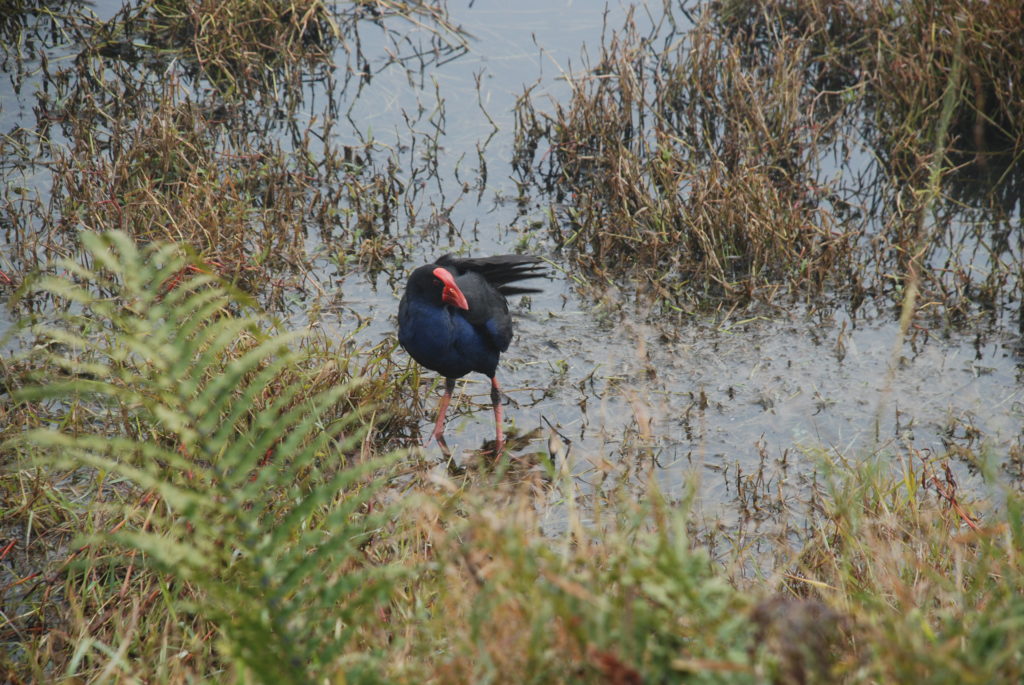 a bird standing in a swamp