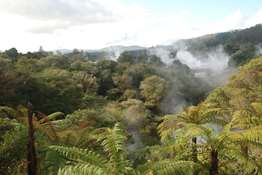 a forest with trees and smoke
