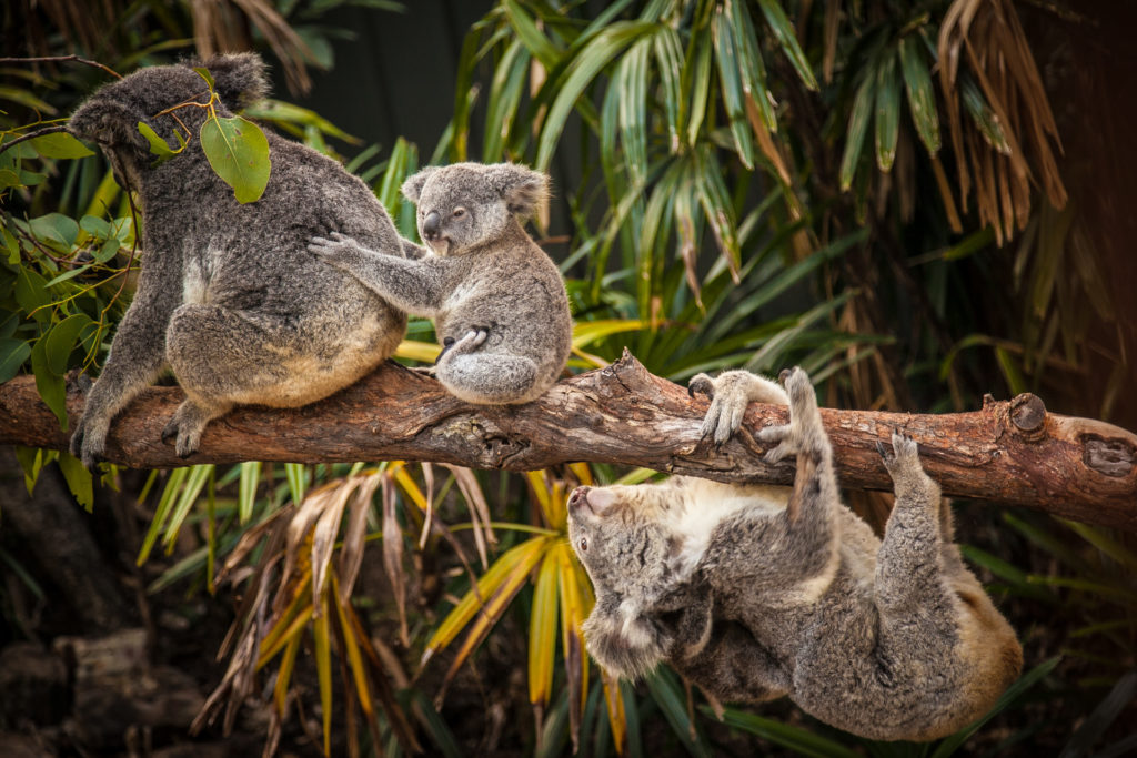 a group of koalas on a tree branch