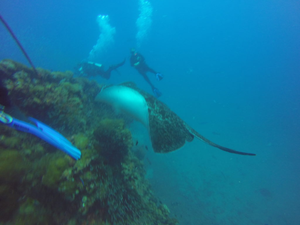 a manta ray swimming in the water