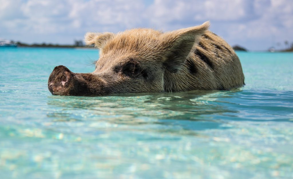 On My Mind: The Fyre Festival and Travel Blogs