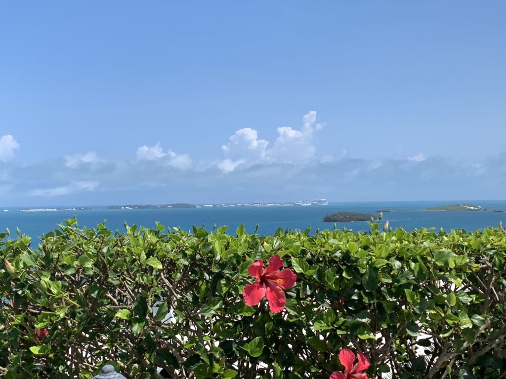 a bush with flowers and a body of water in the background