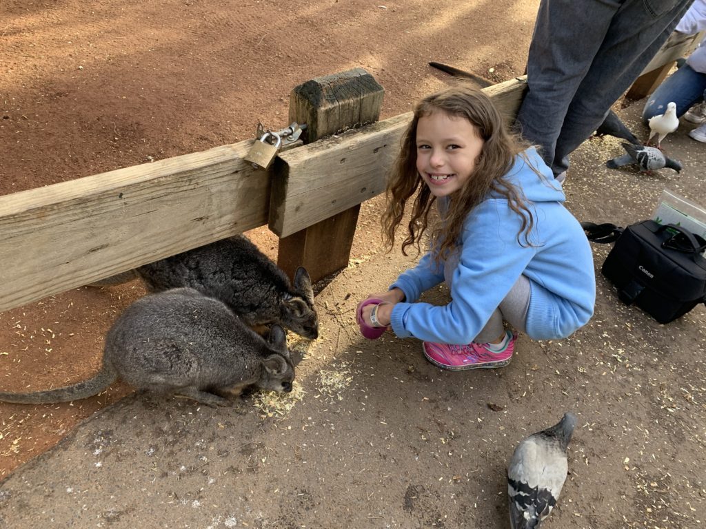 a girl feeding kangaroos with a person standing next to them