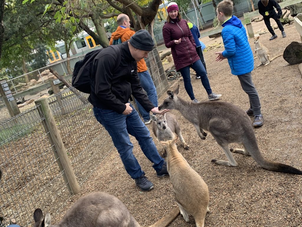 a man and a group of kangaroos