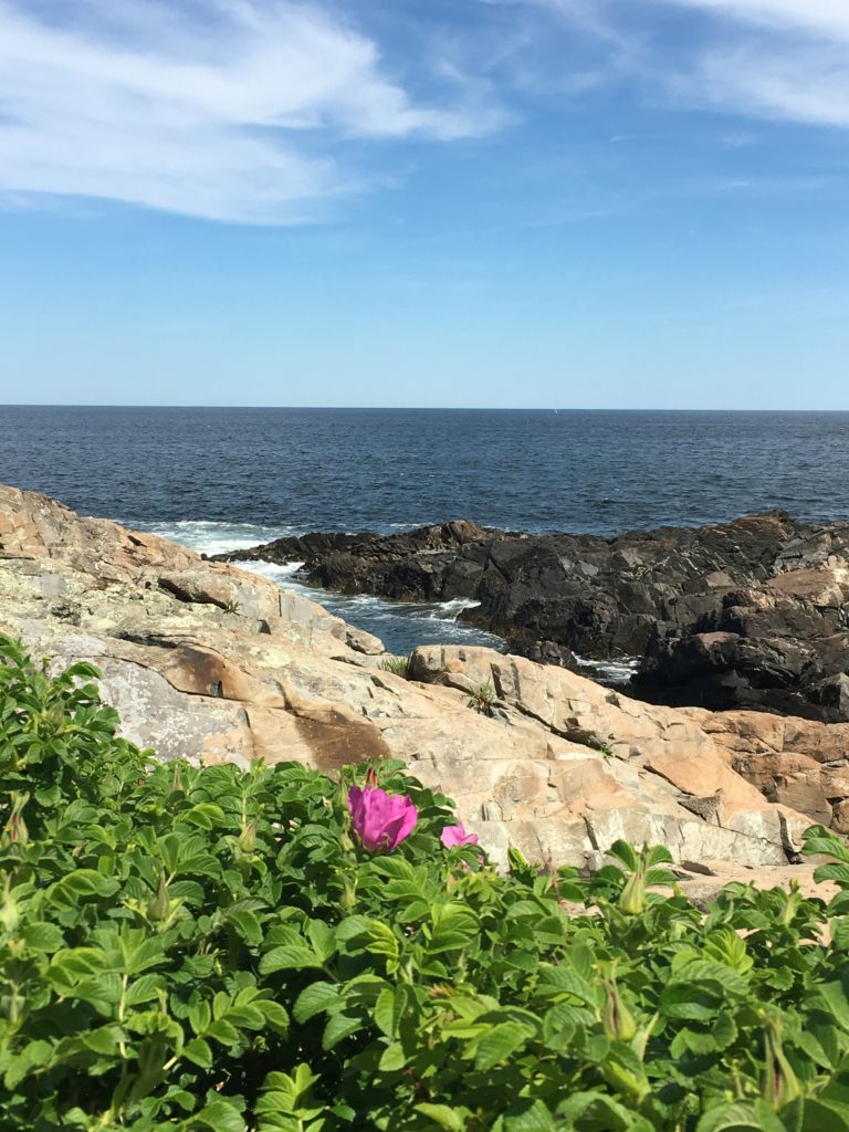 a purple flower on a rocky shore