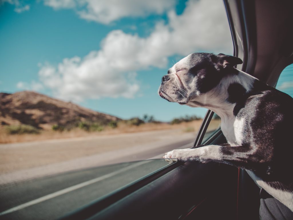 taking pets on vacation