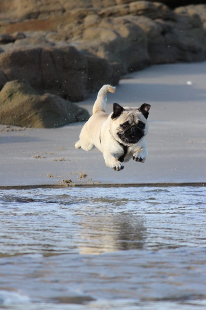 taking pets on vacation