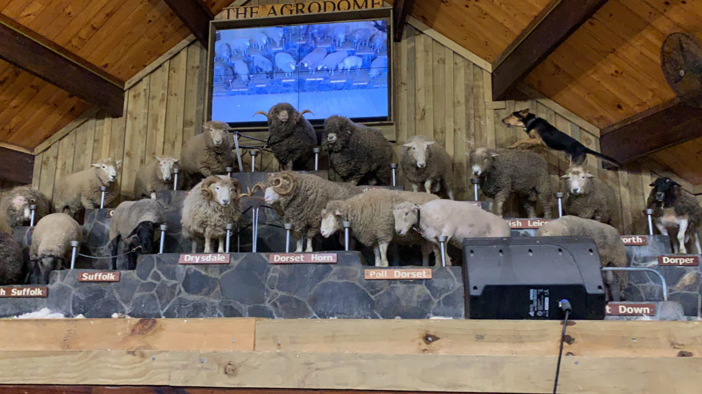 a group of sheep on a stage
