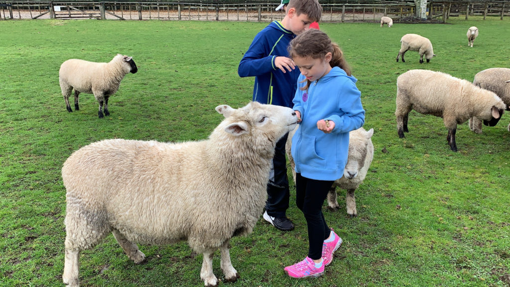 a girl feeding a sheep