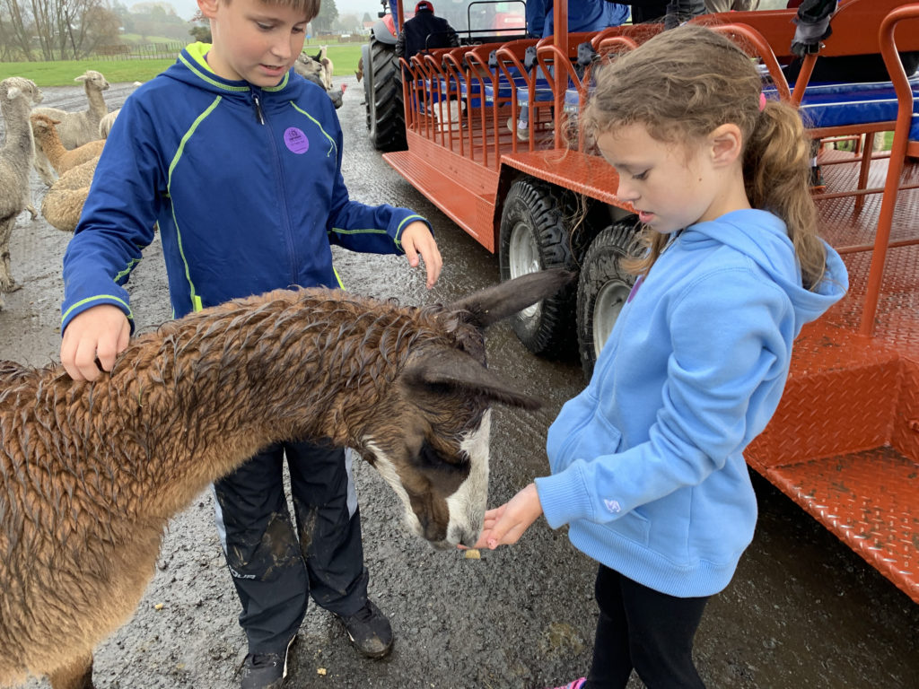 a boy and girl feeding a llama