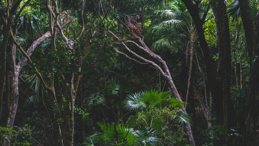 a group of trees in a forest