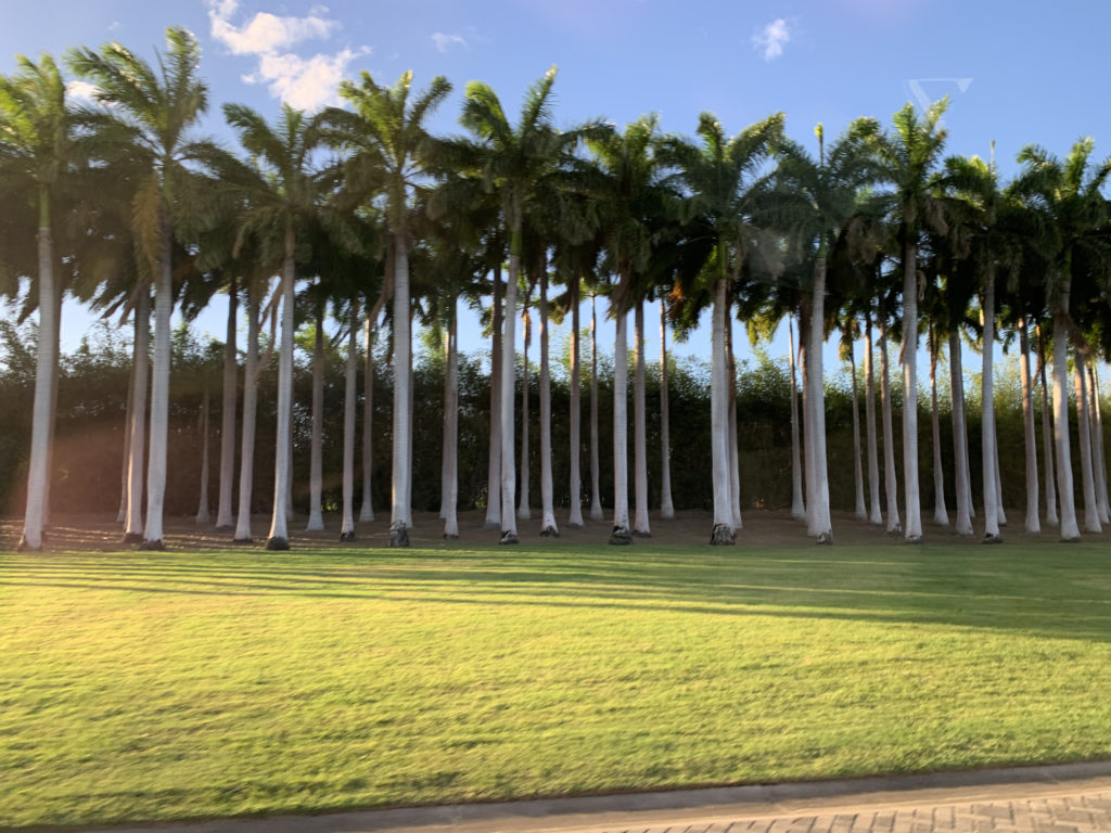 a group of palm trees in a grassy area