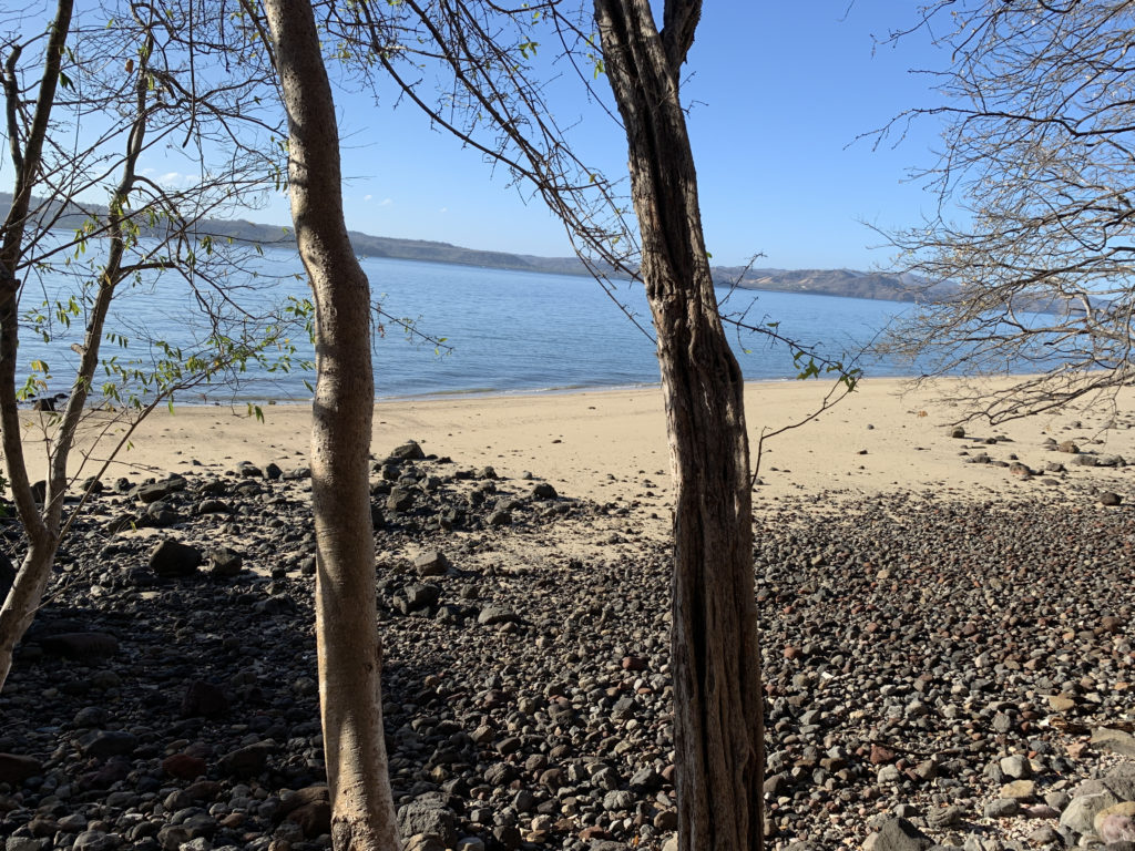 trees on a rocky beach