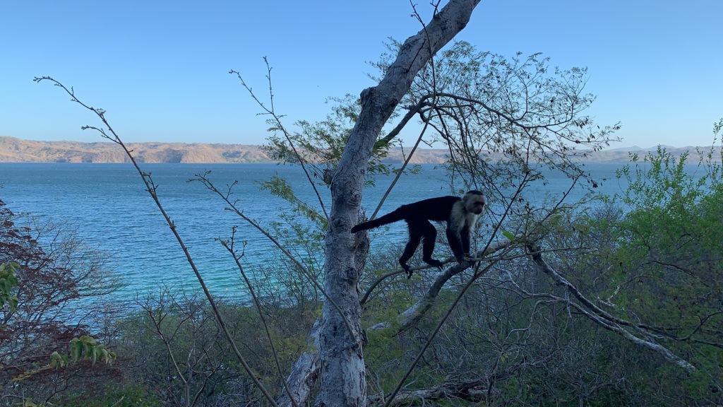 a monkey on a tree branch by the water