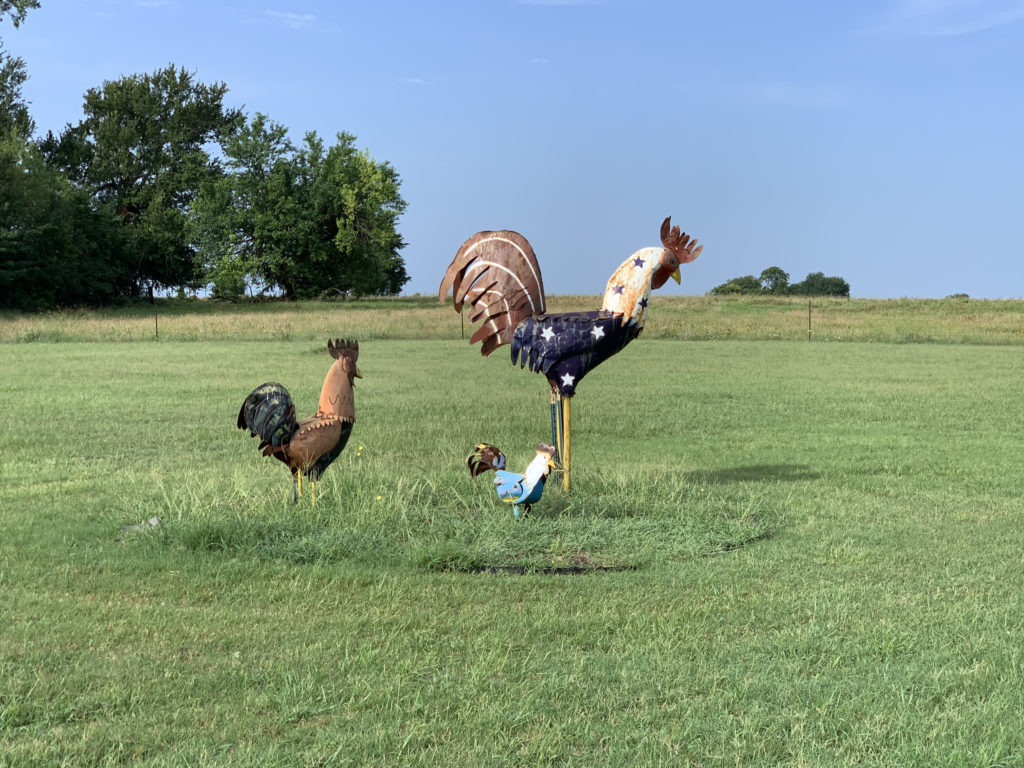 a group of roosters in a field