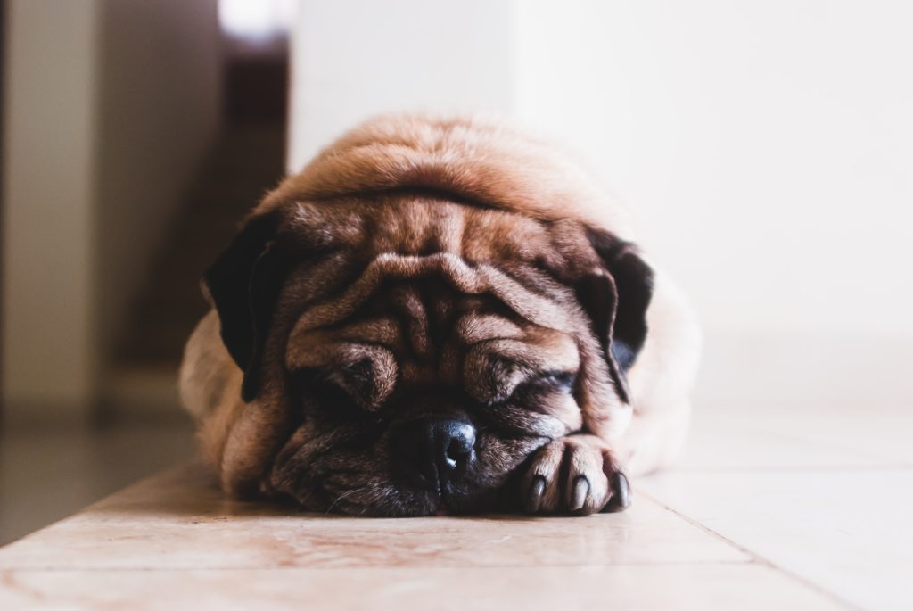 a dog lying on the floor