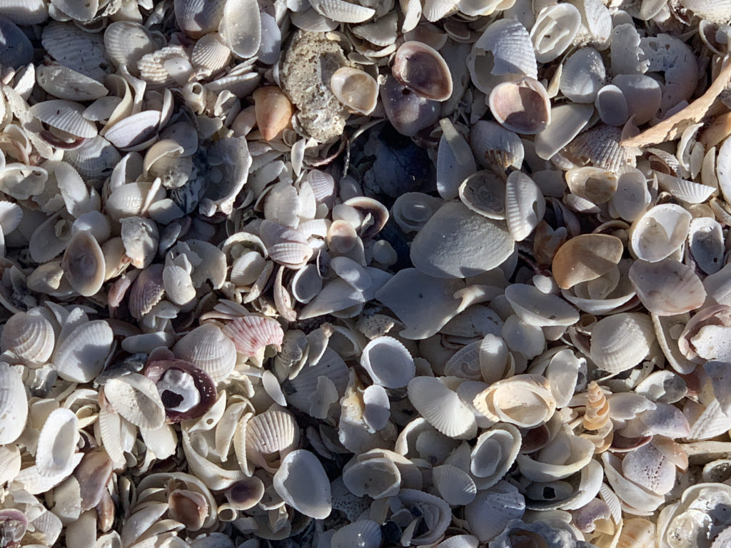 a pile of shells on the ground