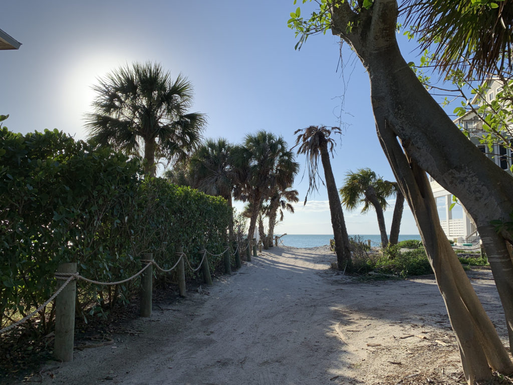 a path with palm trees and a fence